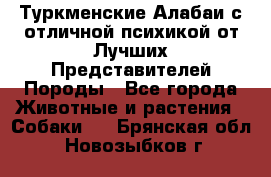 Туркменские Алабаи с отличной психикой от Лучших Представителей Породы - Все города Животные и растения » Собаки   . Брянская обл.,Новозыбков г.